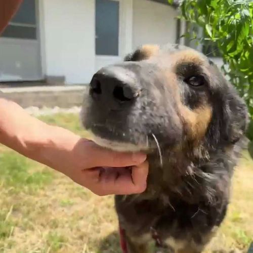 Cooper sorti de fourrière, à l'adoption urgente #2