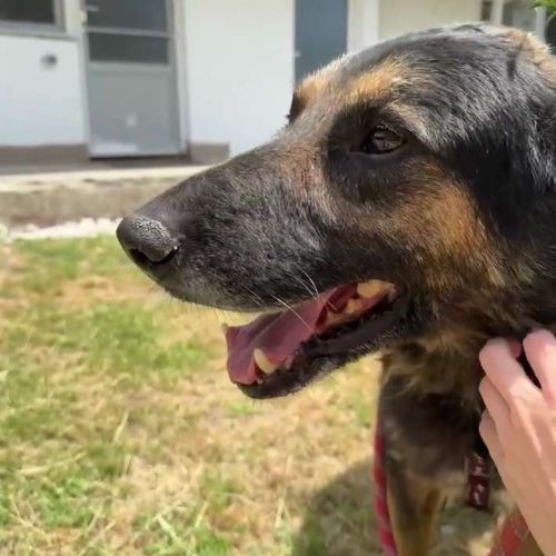Cooper sorti de fourrière, à l'adoption urgente #3