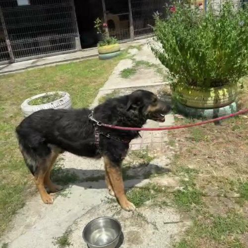 Cooper sorti de fourrière, à l'adoption urgente #4