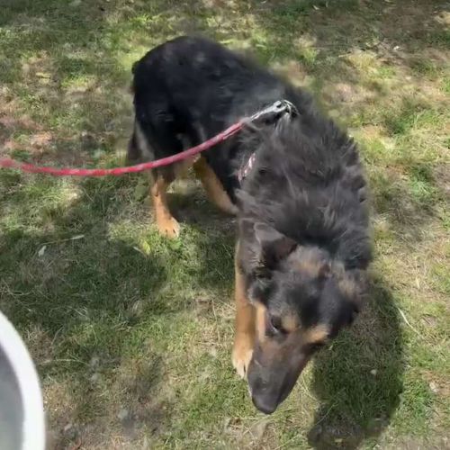 Cooper sorti de fourrière, à l'adoption urgente #5
