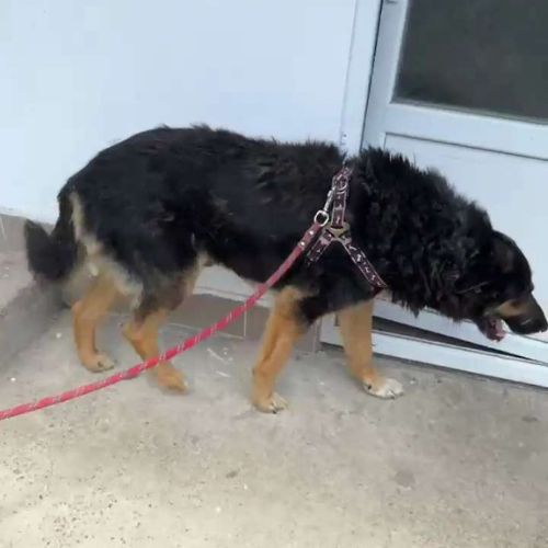 Cooper sorti de fourrière, à l'adoption urgente