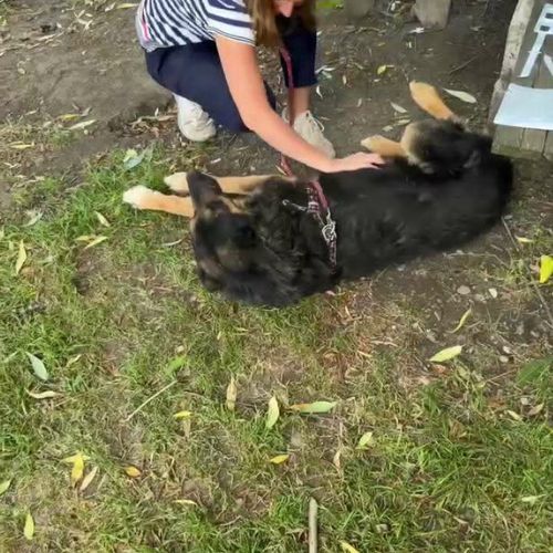 Cooper sorti de fourrière, à l'adoption urgente #8