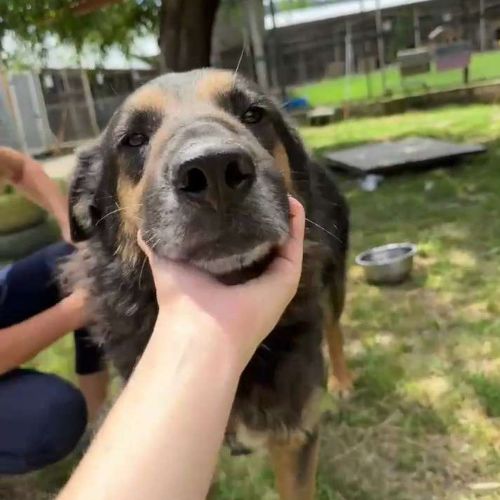 Cooper sorti de fourrière, à l'adoption urgente #9