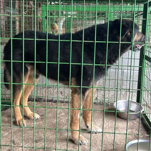 Cooper sorti de fourrière, à l'adoption urgente #10