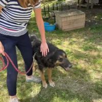 Cooper sorti de fourrière, à l'adoption urgente #1
