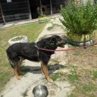 Cooper sorti de fourrière, à l'adoption urgente #4