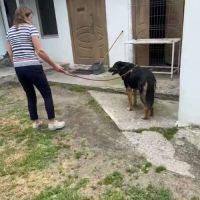 Cooper sorti de fourrière, à l'adoption urgente #6