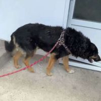 Cooper sorti de fourrière, à l'adoption urgente #0