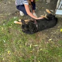 Cooper sorti de fourrière, à l'adoption urgente #8