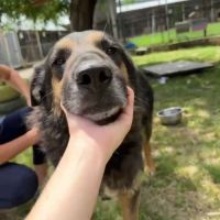 Cooper sorti de fourrière, à l'adoption urgente #9