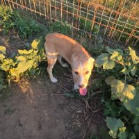 Elfy jeune roumaine à l'adoption #3