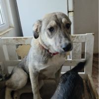 Lassy enfin libérée de sa chaine, à l'adoption #8