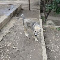 Lassy enfin libérée de sa chaine, à l'adoption #9
