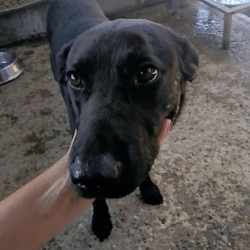 Nero en fourrière, urgence adoption #0