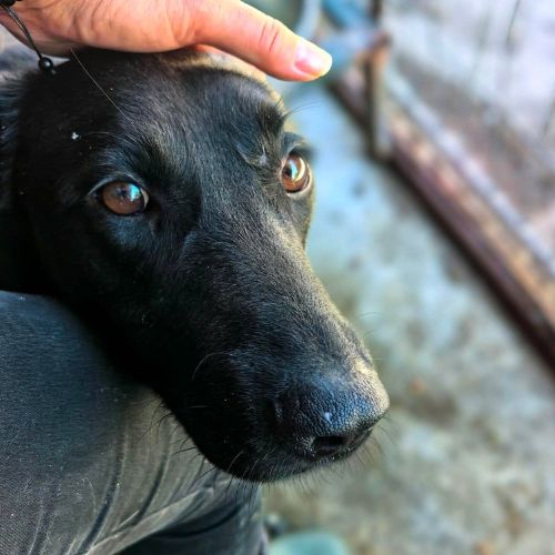 Nero en fourrière, urgence adoption #2