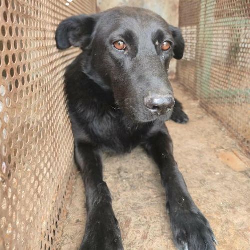 Nero en fourrière, urgence adoption #4