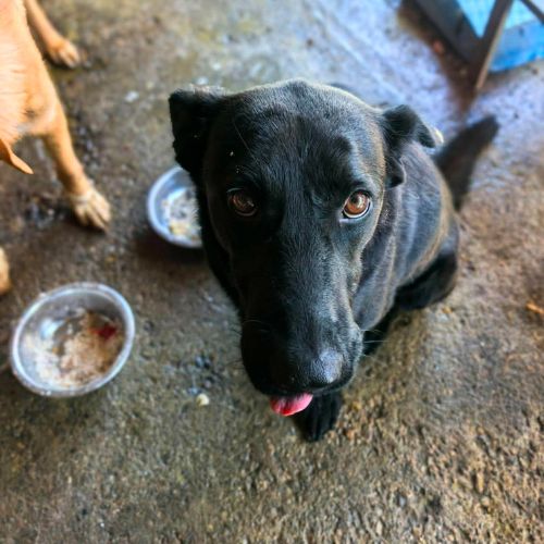 Nero en fourrière, urgence adoption #5