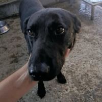 Nero en fourrière, urgence adoption