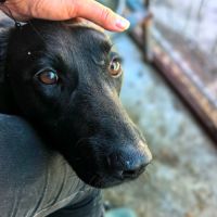 Nero en fourrière, urgence adoption #2