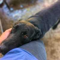 Nero en fourrière, urgence adoption #3