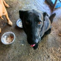 Nero en fourrière, urgence adoption #5
