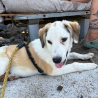 Pipa sans colliers à l'adoption