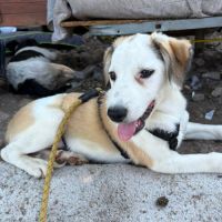 Pipa sans colliers à l'adoption #5