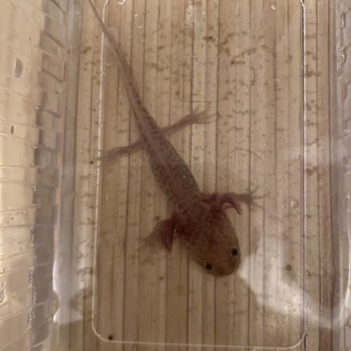 Axolotl 10 cm
