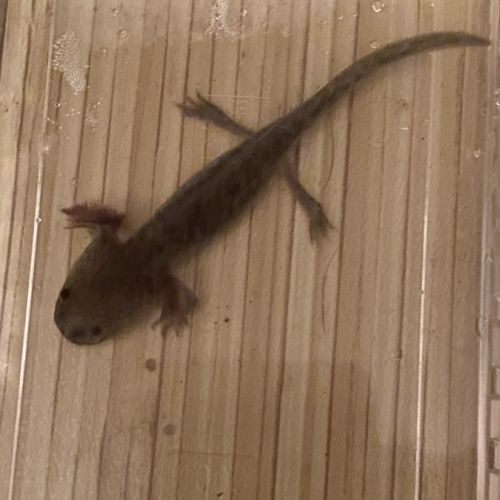 Axolotl 10 cm #2