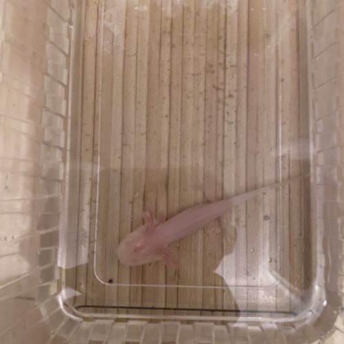 Axolotl 10 cm #3
