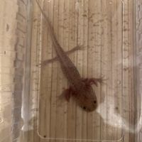 Axolotl 10 cm