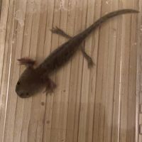 Axolotl 10 cm #2