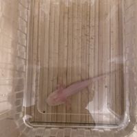 Axolotl 10 cm #3