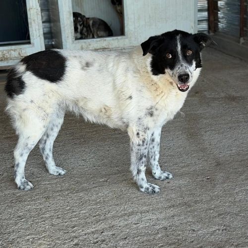 Marina 9 ans, adoption urgente #4