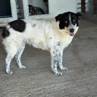 Marina 9 ans, adoption urgente #4