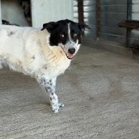 Marina 9 ans, adoption urgente #5