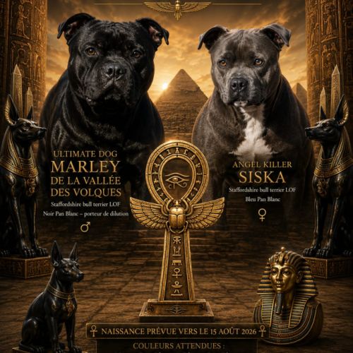 Chiots staffie bleu noir #1
