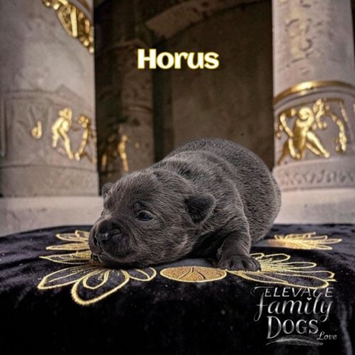 Chiots staffie bleu noir #0
