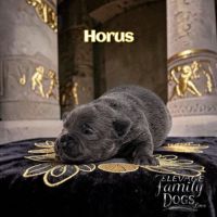 Chiots staffie bleu noir