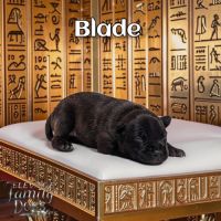 Chiots staffie bleu noir #3