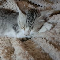 Ninja, la fofolle attachante #1