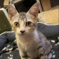 Ninja, la fofolle attachante