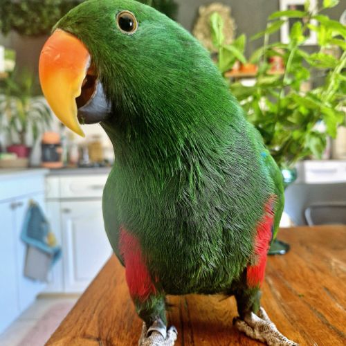 Magnifique eclectus #2