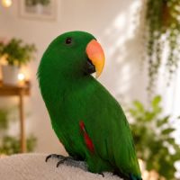 Magnifique eclectus #1