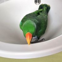 Magnifique eclectus