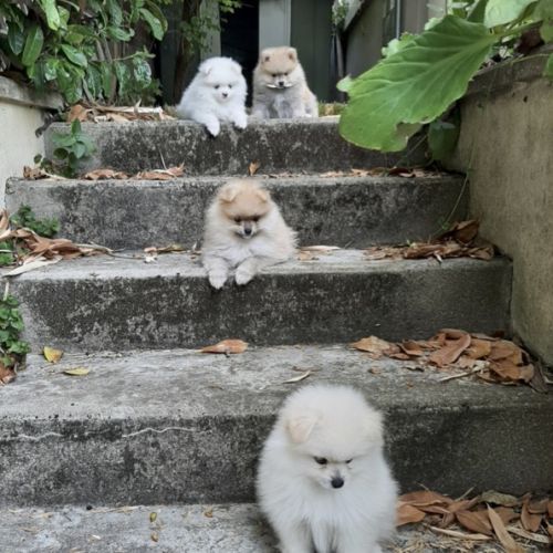 5 spitz petit, nain recherchent famille pour la vie #2