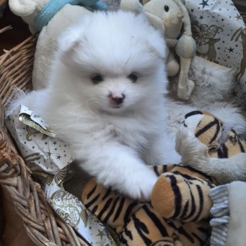 5 spitz petit, nain recherchent famille pour la vie #5