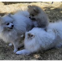 5 spitz petit, nain recherchent famille pour la vie #3