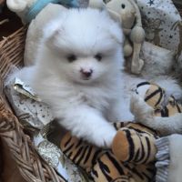 5 spitz petit, nain recherchent famille pour la vie #5