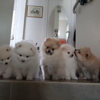 5 spitz petit, nain recherchent famille pour la vie #6